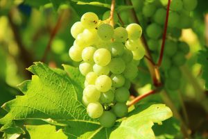 Druivenplant aanleggen en zelf druiven kweken