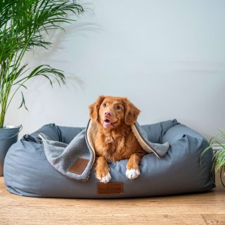Een hond in een mand