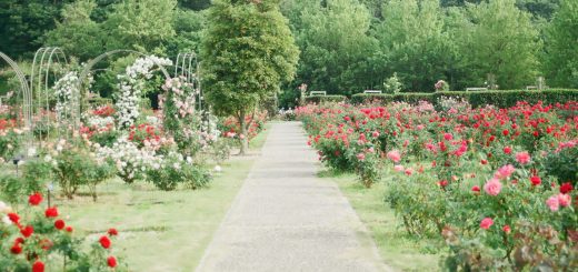 Tuin betegelen
